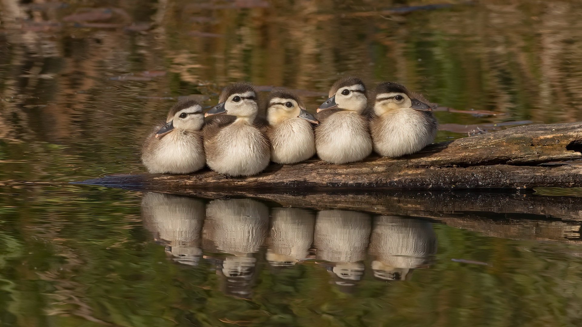 洛杉矶FC计划举办青少年足球训练营,培养未来之星,洛杉矶fc足球俱乐部