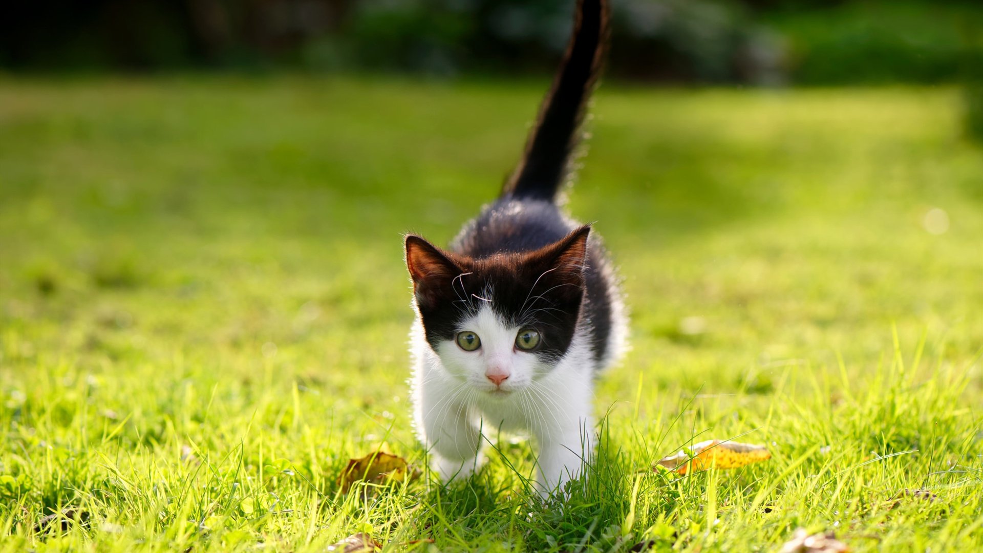 爱游戏在线登录入口-福建豹发力攻防两端表现抢眼，福建豹发力在哪