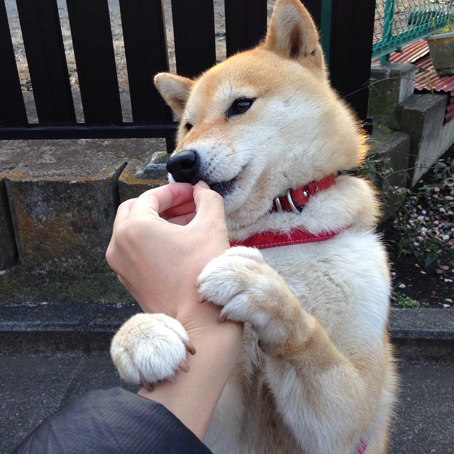 综合高尔夫女将年度表现排名,高尔夫女子最新排名