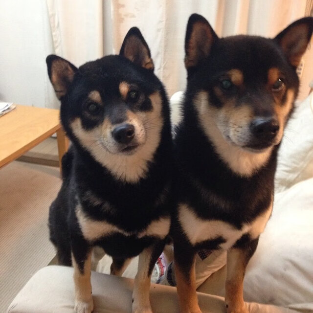 维达德卡萨布兰卡新赛季阵容公布,备战国内外赛事,卡萨布兰卡 知乎