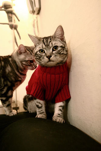 NBA球队战术调整案例,nba球队战术体系