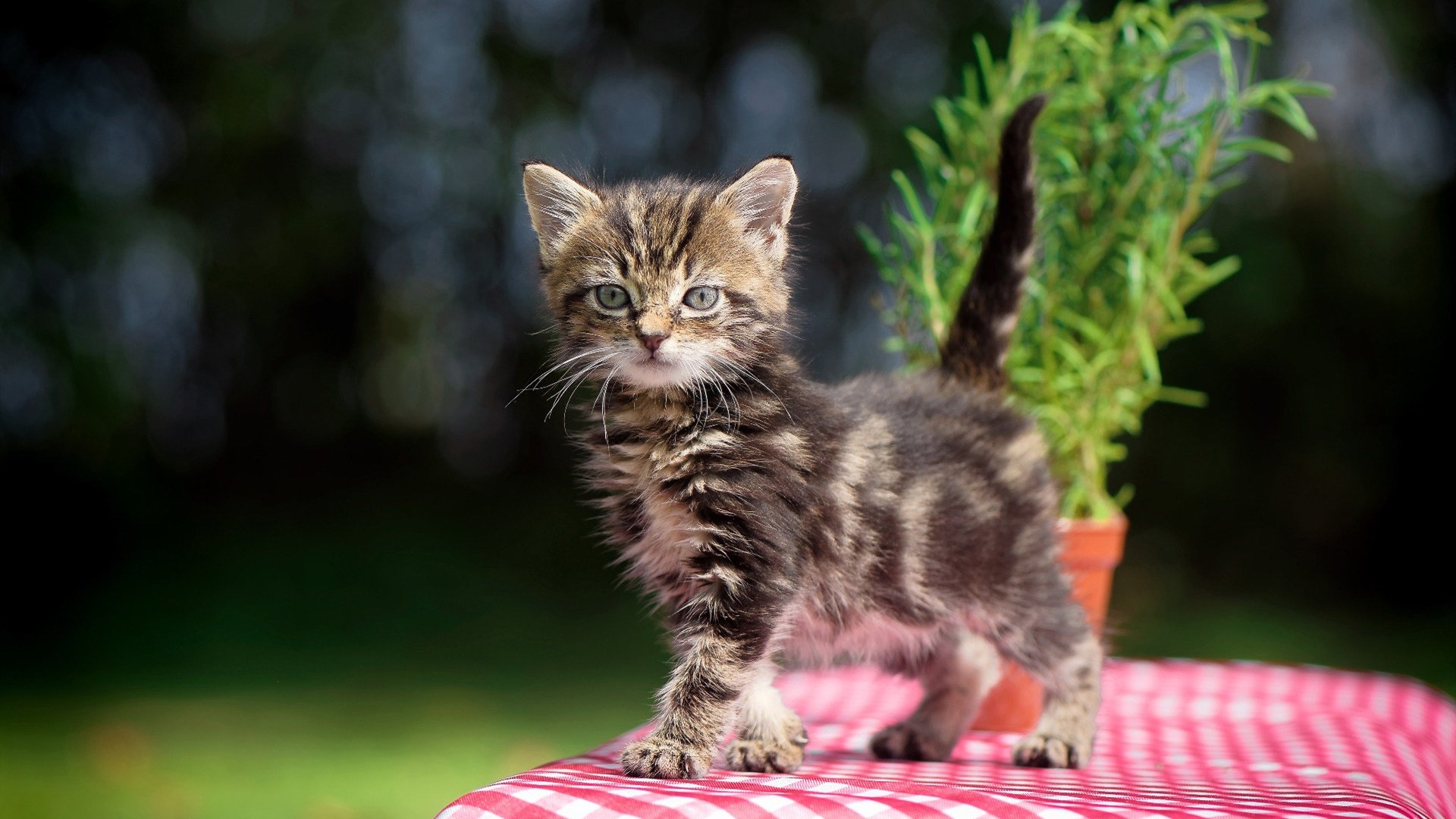 爱游戏-中国足球比赛高压状态下的决策合理性评估