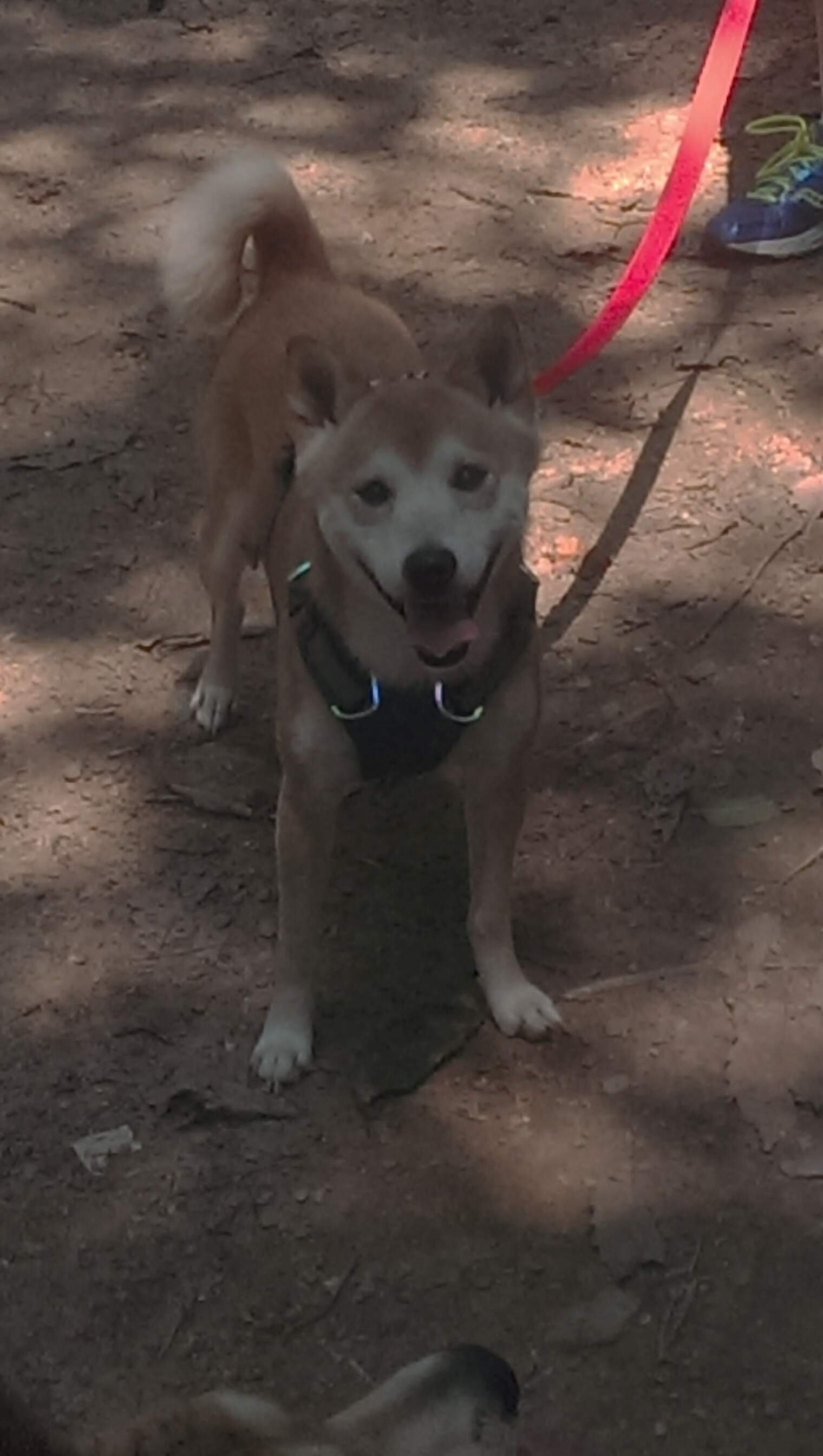 德甲球队采用脑电反馈技术提升比赛专注力,脑电反馈对专注力有用吗