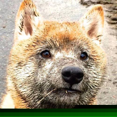 篮球运动员专项体能训练周期设计与效果评价分析,篮球队体能训练计划方案