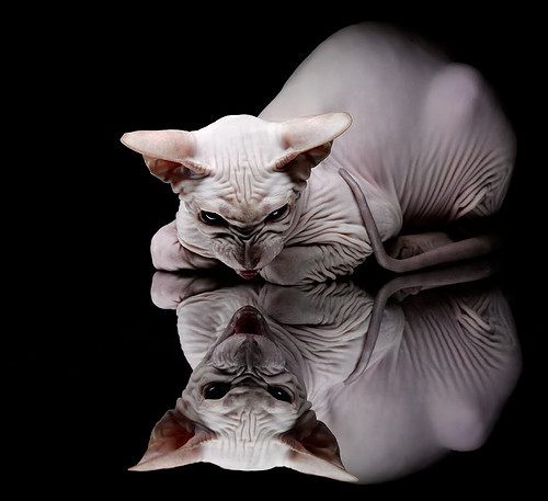 篮球运动员专项体能训练周期设计与效果评价分析,篮球队体能训练计划方案