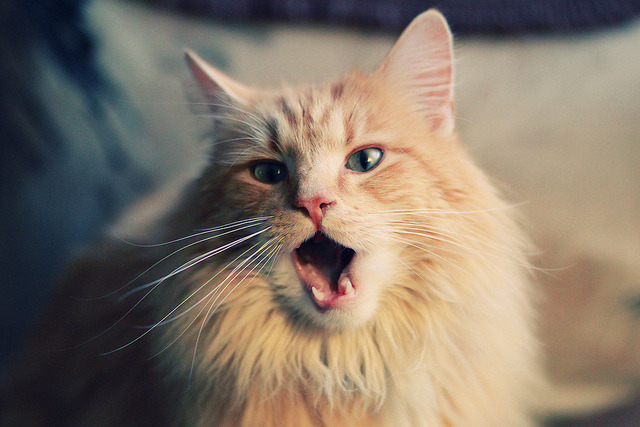 “飞盘:三叉湖田径场上的空中激情与极限对抗”