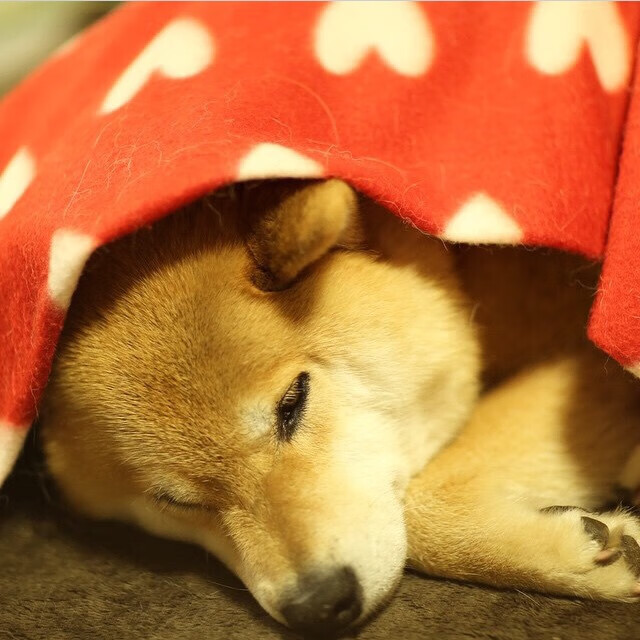 中国男篮训练营严格执行 保障球员健康,国家男篮训练基地