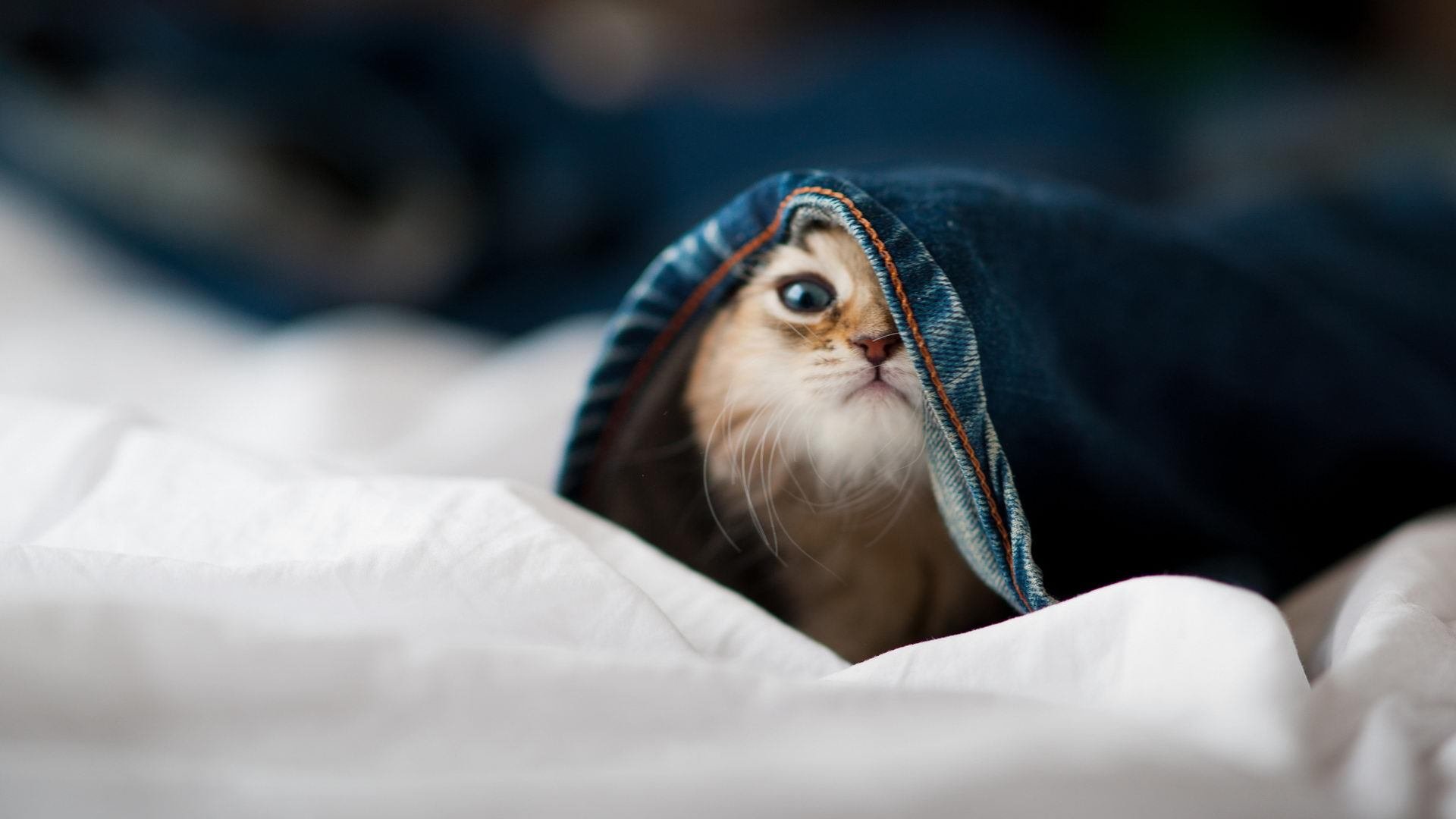 体育新闻中心启动体育内容原创人才培养项目，体育新闻招聘