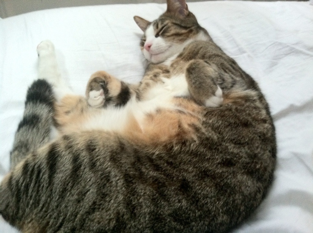 埃及队如何在2024年世界杯中提升整体表现，埃及参加过几次世界杯