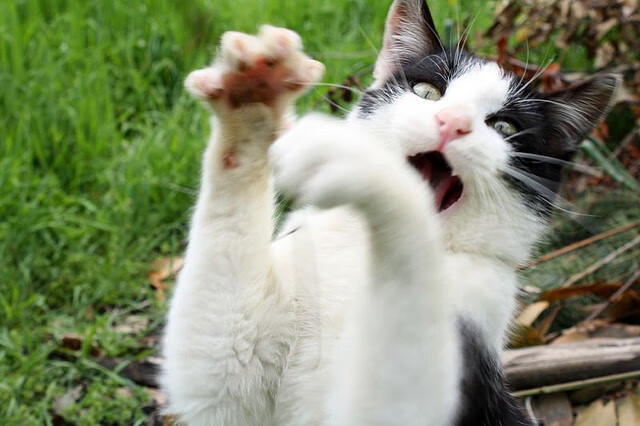 CBA球队文化建设引发球迷共鸣打造城市认同感新标杆，cba球队标识