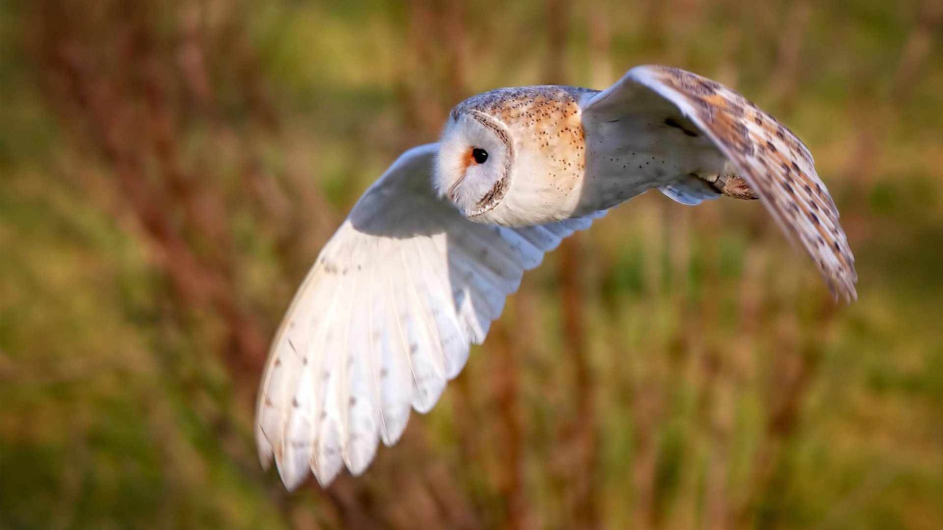 “比亚尔巴的精准脚法和进攻策略,助阿根廷美洲狮队重新崛起”