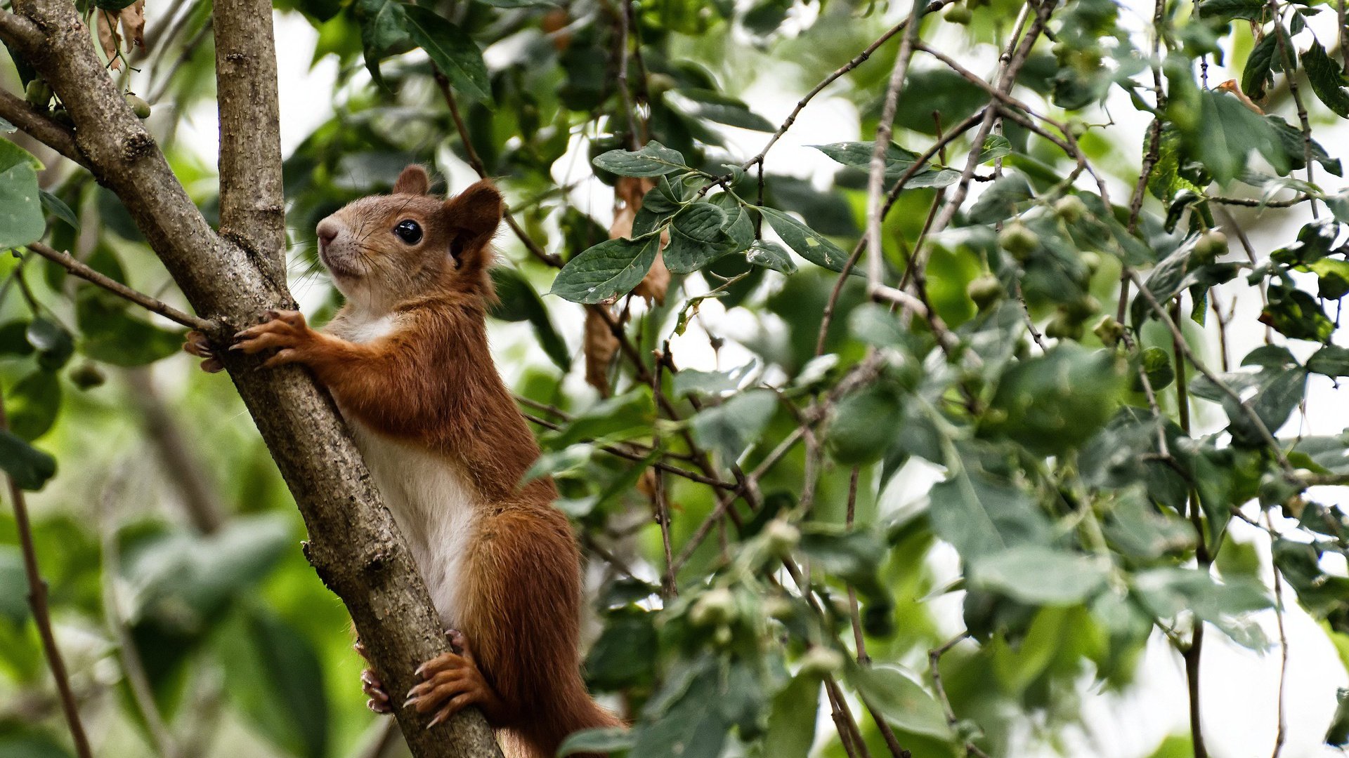 世界杯期间的球员健康管理,世界杯参赛球员要求