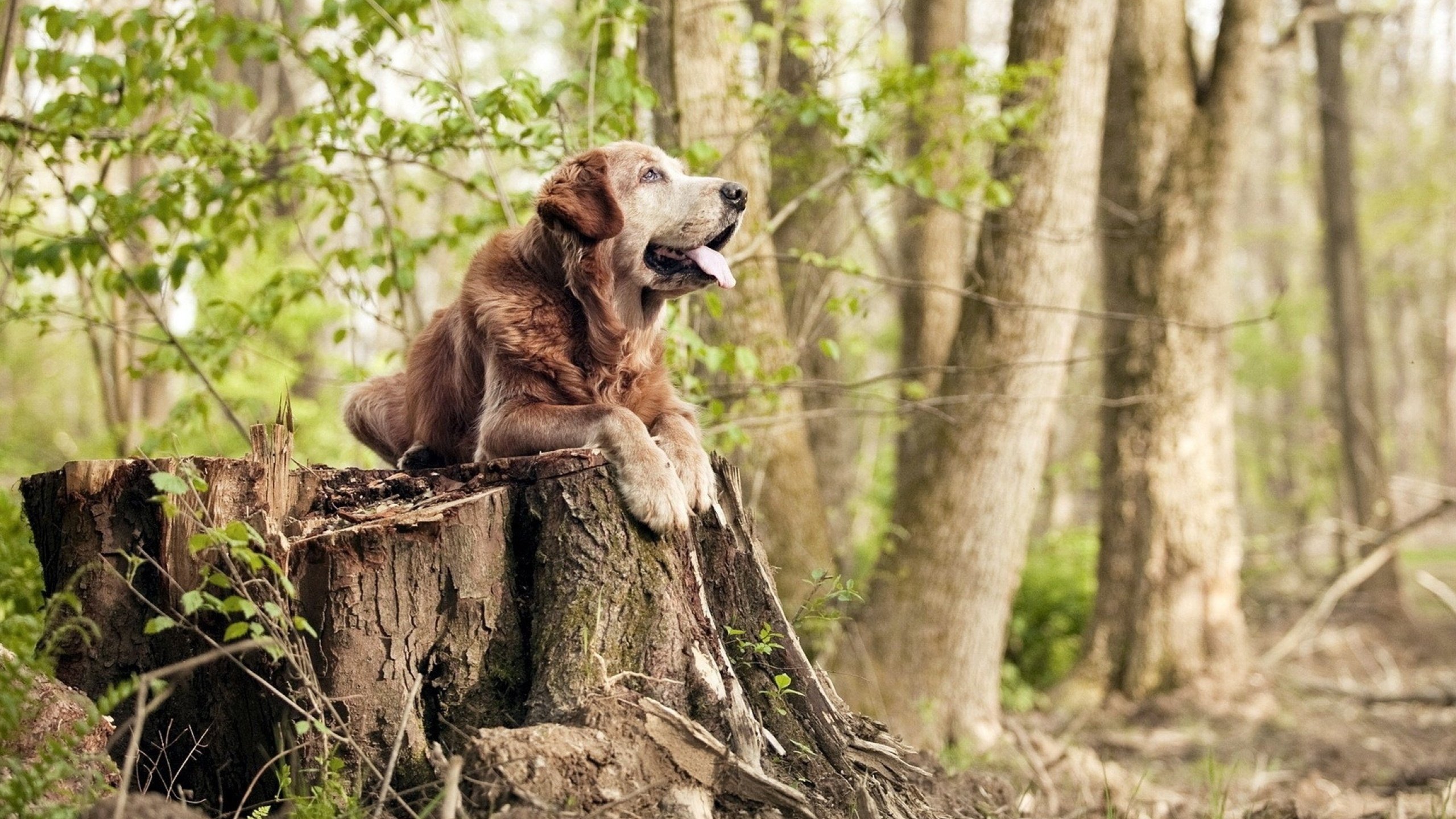 中锋与边锋配合默契,战术执行精准,边锋是中场还是前锋
