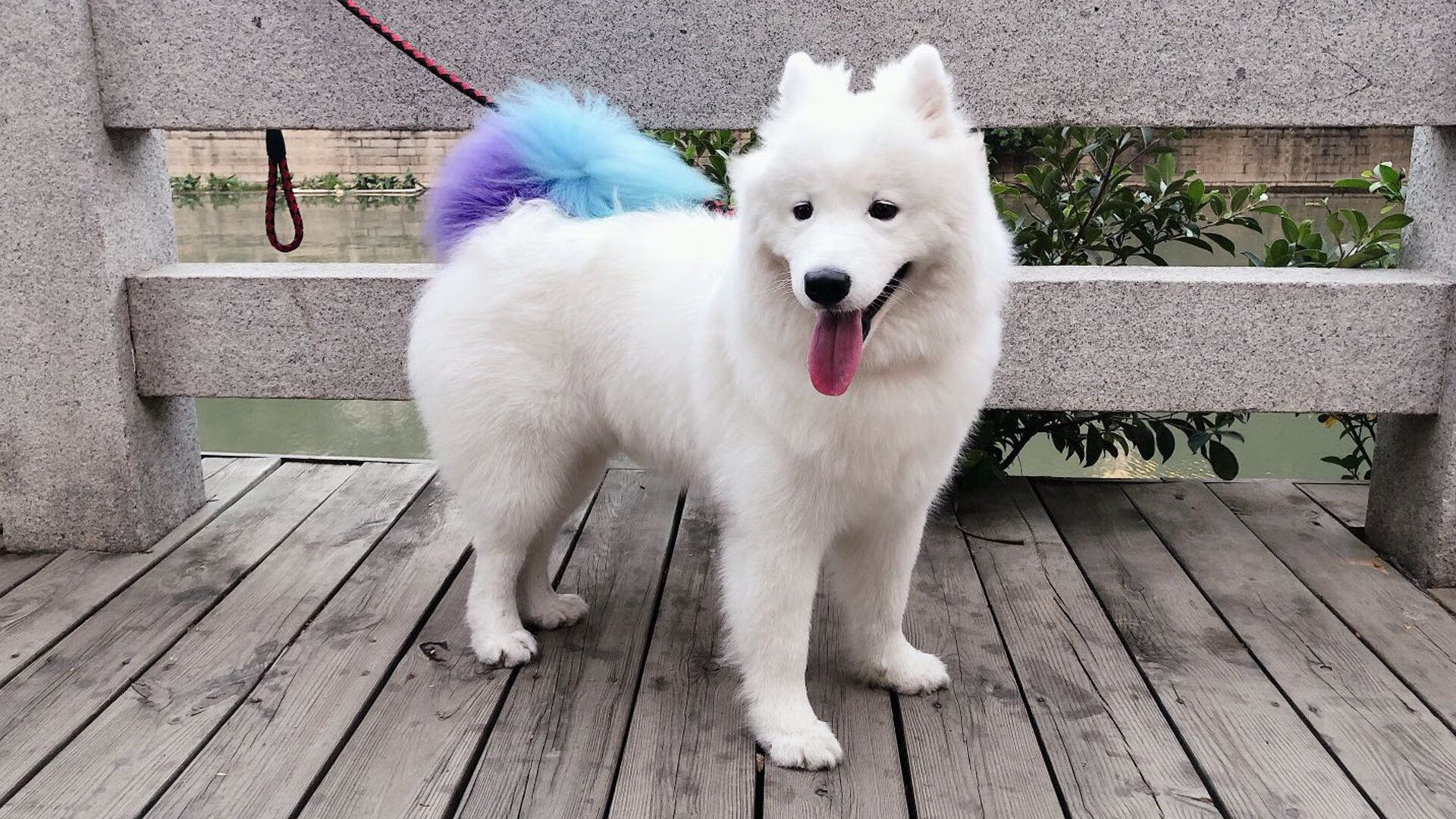 克莱尔·温斯坦状态在线 全力挑战自我,莱温斯基给克林顿