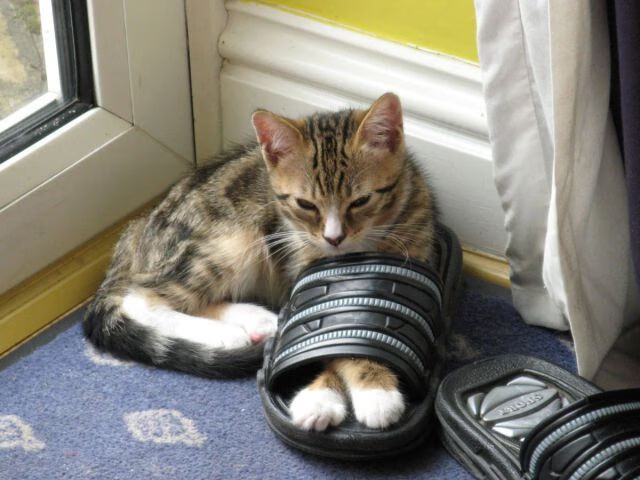 斯洛伐克女篮在欧洲锦标赛中崭露头角,迎来新机遇