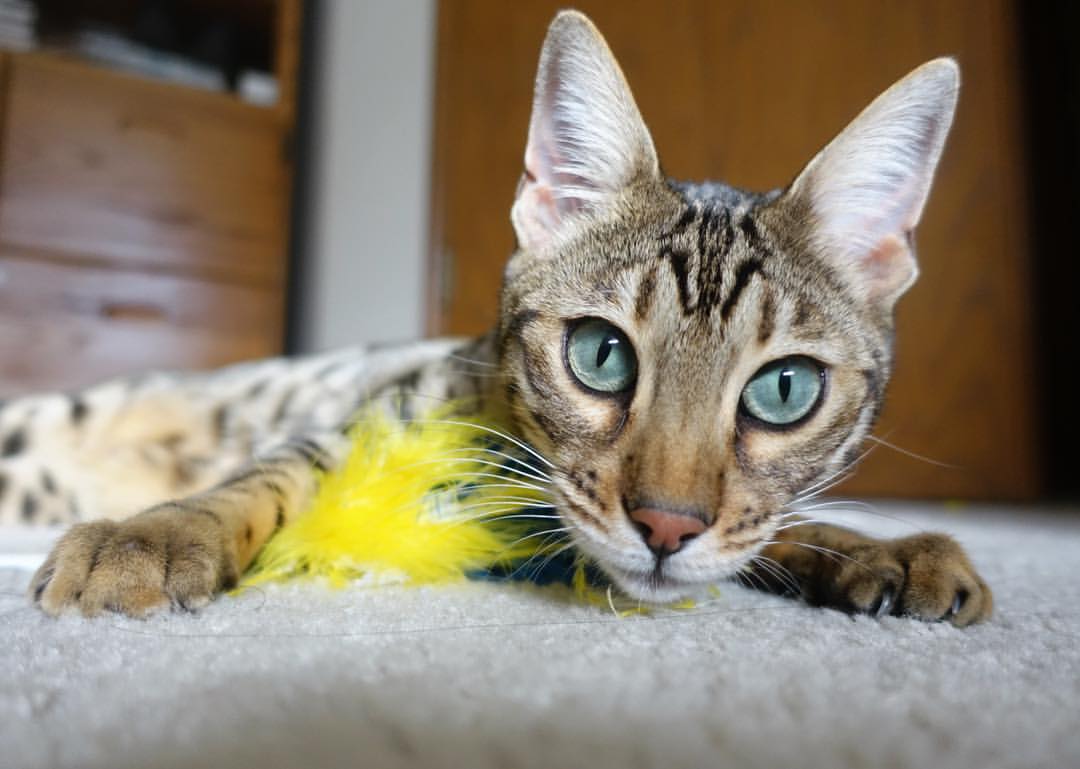 新西兰青训注重全方位发展,运动员素质全面提升,新西兰 运动