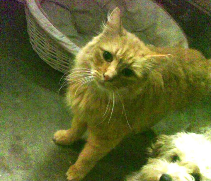 森林狼核心轮休替补球员表现亮眼,森林狼球队阵容