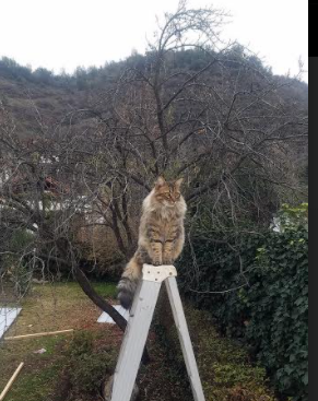 跳水环节奥地利表现稳定，奥运跳水比赛规则