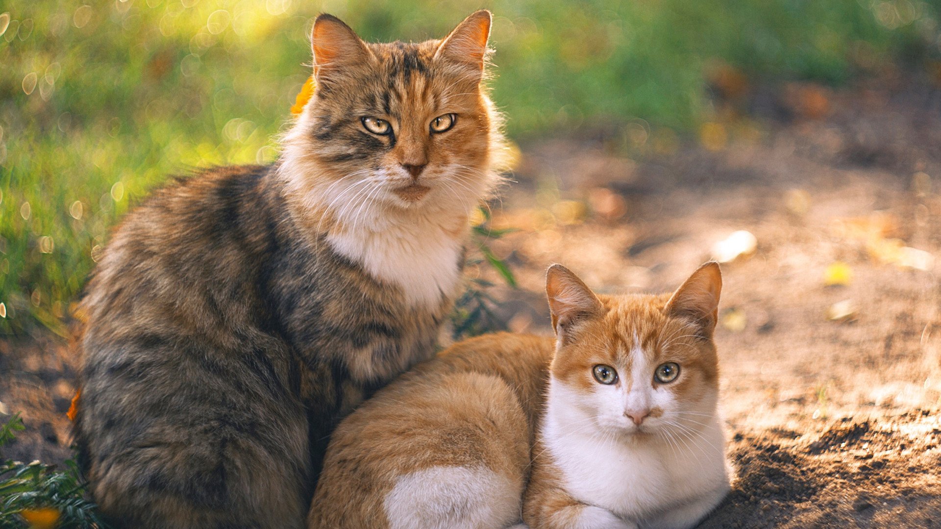 跳水环节朝鲜动作干净利落,朝鲜队跳水金牌