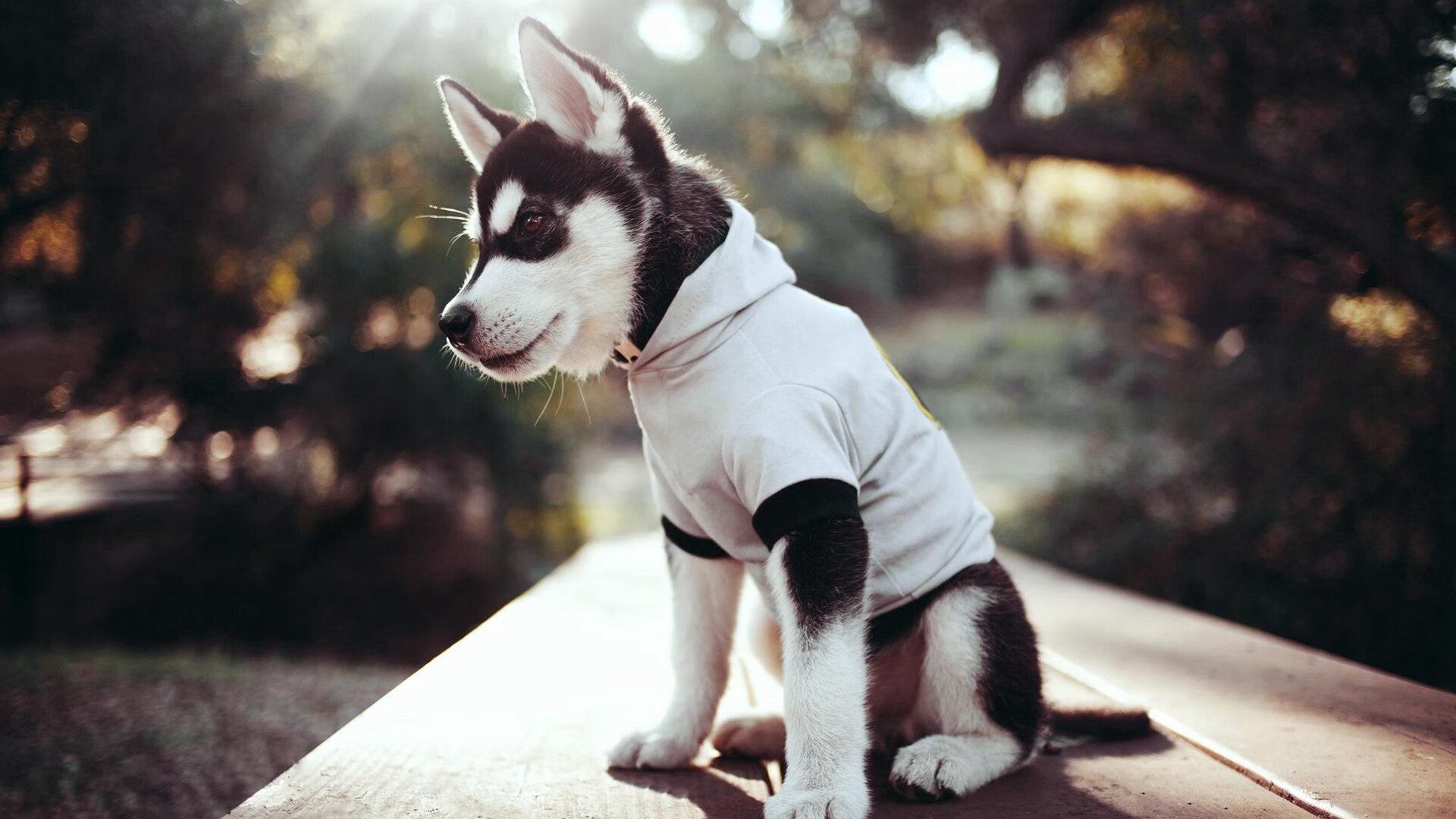 跳水环节朝鲜动作干净利落,朝鲜队跳水金牌